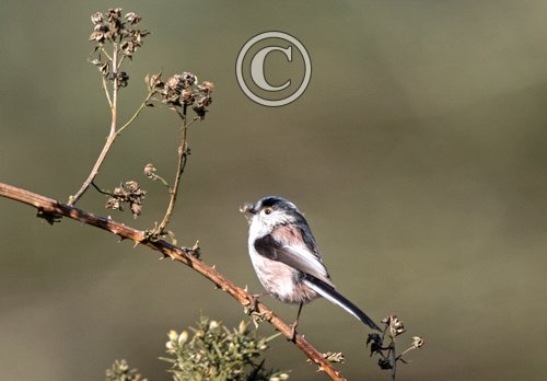    Long tail-tit  DM1854